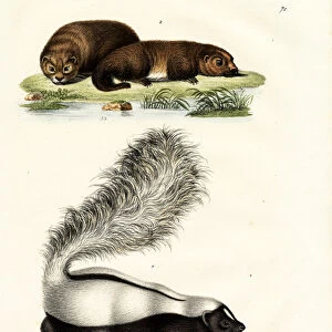 Molinas Hog-Nosed Skunk, 1824 (colour litho)