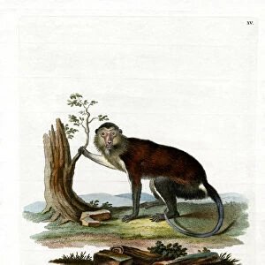 Mona Monkey (coloured engraving)