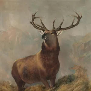 The Monarch of the Glen, c. 1822-73 (oil on canvas)