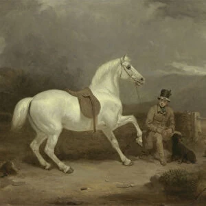 Mr. Johnstone Kings Grey Shooting Pony Waiting with a Groom on a Scottish Moor