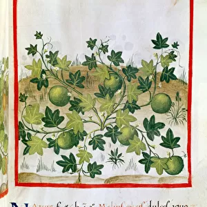 Ms 3054 fol. 20 Melons, from Tacuinum Sanitatis (vellum)