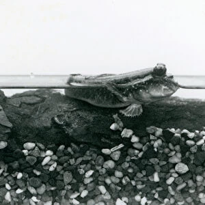 A Mudskipper, resting on submerged rocks, with its eyes above water, London Zoo