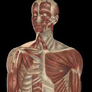 The muscles of the head, trunk and extremities on the anterior part of the body