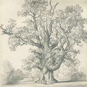 Needwood - Swilcar Oak: pencil drawing, nd [?19th cent] (drawing)