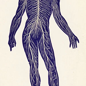 The Nerves (colour litho)