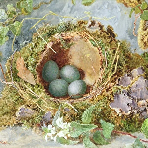 A Nest of Eggs, 1871 (w / c on paper) (see 215284 for pair)