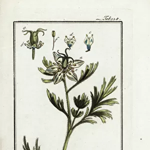 Nigelle cultivates or black cumin (Nigella sativa). Lithograph from "Afbeelding der Artseny-Gewassen" by Johannes Zorn (1739-1799), Netherlands, 1796. Black cumin, Nigella sativa, native to Asia. Handcoloured copperplate botanical engraving from J