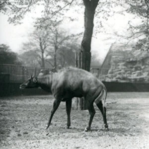 A Nilgai, or Asian Antelope at London Zoo, April 1923 (b / w photo)