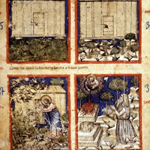 Noahs Ark, Miniature taken from codex 212 (or padovano codice or Bible of Padua