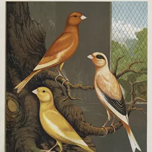 Norwich Canaries, Clear Yellow, Cayenne-Fed, Evenly-Marked Buff, Cayenne-Fed, Clear Yellow, Natural Colour (colour litho)