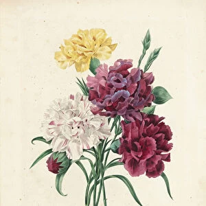 Oeillets, engraved by Langlois, from Choix des Plus Belles Fleurs et des Plus Beaux