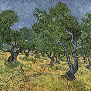 Olive Orchard mid-June, 1889 (oil on canvas)