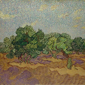 Olive Trees, 1889 (oil on canvas)