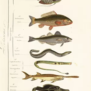 Orders of fish