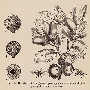 Oriental Gall Oak, Quercus infectoria (litho)