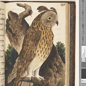 Page 248. Common Horned Owl, 1810-17 (w / c & manuscript text)
