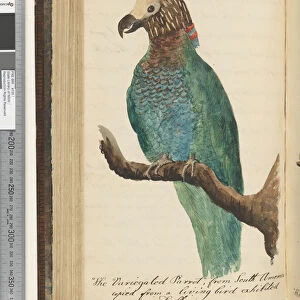 Page 287. The Variegated Parrot, from South America, copied from a living bird exhibited in Dublin, , 1810-17 (w / c & manuscript text)