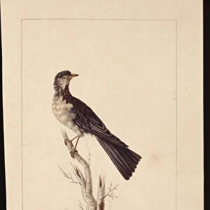 Page 29. Port Jackson Thrush. Now known as a Grey thrush spotted quail thrush?, c
