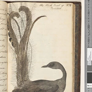 Page 294. The Black Bird of Paradise possibly a lyrebird, 1810-17 (w / c & manuscript text)