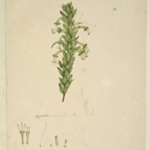 Page 31. Styphelia viridiflora, c. 1803-06 (w / c, pen, ink and pencil)