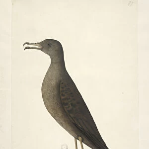 Page 97. Bird of Norfolk Island commonly called the mutton bird, drawn natural size Wedge