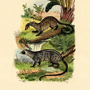 Palm Civets, 1833-39 (coloured engraving)