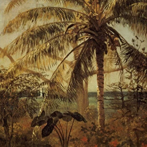 Palm Tree, Nassau, 1892 (oil on masonite)