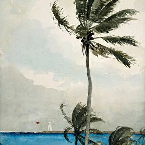 Palm Tree, Nassau, 1898 (w / c and graphite on off-white wove paper)