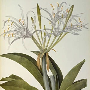 Pancratium speciosum, from Les Liliacees, 1806 (coloured engraving)