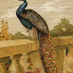 Peacock (chromolitho)