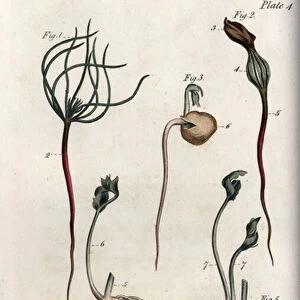 Peas, leguminous seed has different germination stages. Coloured copper engraving, illustration by Sydenham Edwards (1768-1819) for Conferences of Botanical, Botanical Garden of Lambeth (England), 1805, by William Curtis (1746-1799)