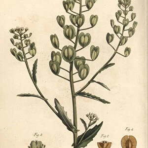 Pennycress, Thlaspi arvense, Siliculosa. Handcoloured copperplate engraving by F. Sansom of a botanical illustration by Sydenham Edwards for William Curtis Lectures on Botany, as delivered in the Botanic Garden at Lambeth, 1805