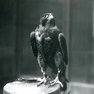A Peregrine Falcon at London Zoo, January 1922 (b / w photo)