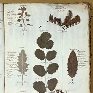 Philibert Commersons (1727-73) herbarium