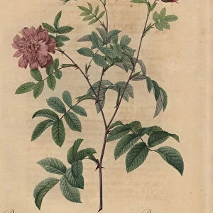 Pink cinnamon rose, Rosa majalis