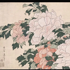 Pink and Red Peonies Blown to the Left in a Breeze and a Butterfly (woodblock print)