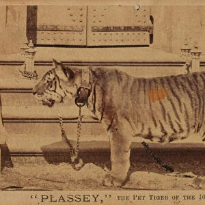 Plassey, the pet tiger of the Royal Madras Fusiliers, 1870 circa (b / w photo)