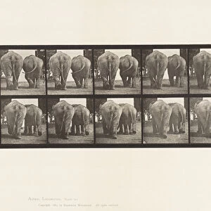 Plate 735. Elephants; Two, Walking, 1885 (collotype on paper)