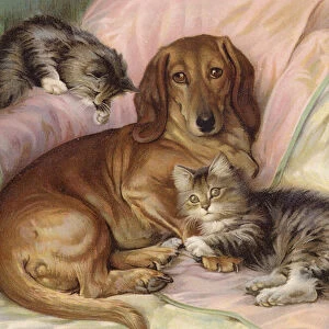 Playmates - dog and two cats, sitting on a sofa (colour litho)
