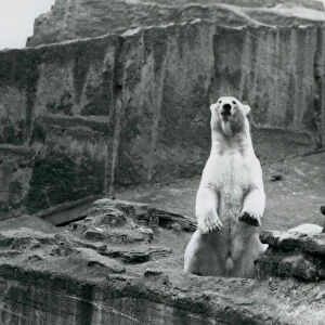 A Polar Bear sitting up in its enclosure at the base of the Mappin Terraces at London Zoo