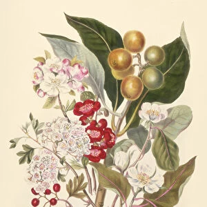 Pomaceae, the Apple Tribe (colour litho)