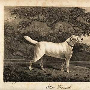 Portrait of the last remaining Otter Hound in Britain in 1812, owned by the Hon