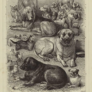 Prize Dogs at the National Dog Show, Glasgow (engraving)