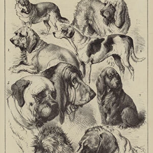 Prize Winners at the Birmingham Dog Show (engraving)