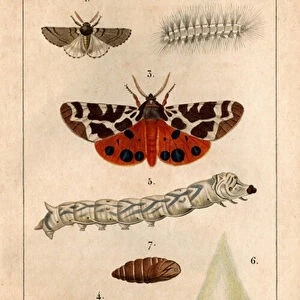 The processional Bombyce, its caterpillar, the Marten Bombyce, the Murier Bombyce, the Silk Worm, its hull, its chrysalide. in "Fauna of the Doctors or history of animals and their products by Hippolyte Cloquet"
