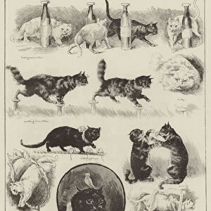 Professor Fredericks Performing Cats (engraving)