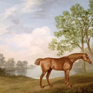 Pumpkin with a Stable-Lad, 1774 (oil on panel)