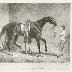 Queen of Trumps, foaled 1832 (b / w photo)