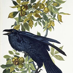 Raven, (hand-coloured etching with aquatint engraving)