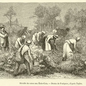 Recolte du coton aux Etats-Unis (engraving)